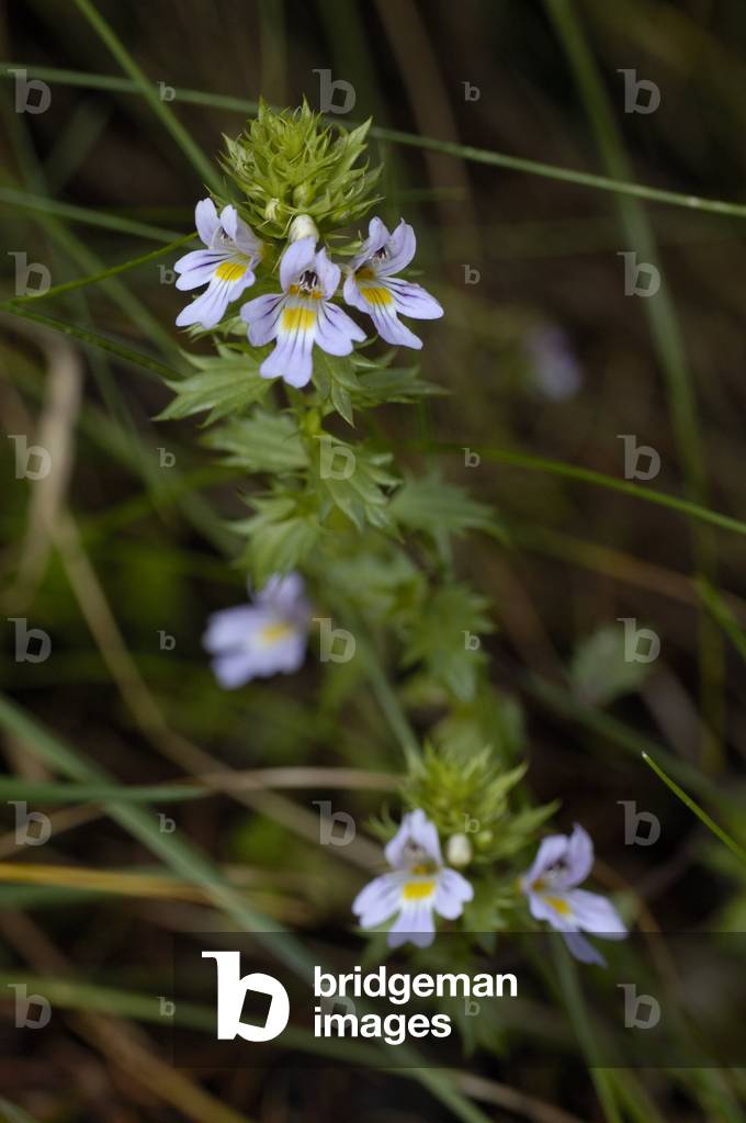 Euphrasia alpina/Euphraise of the Alps/Alpine Eyebright