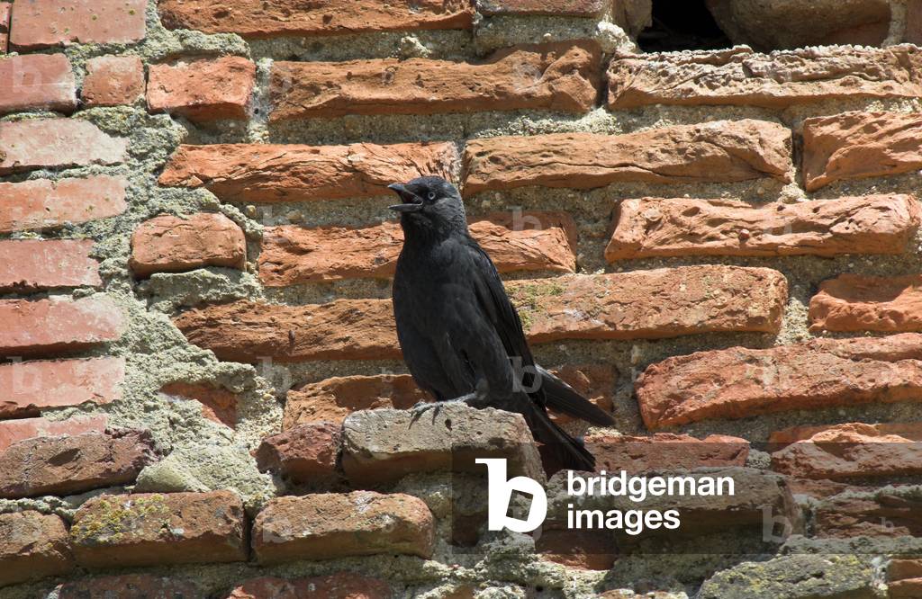 Corvus monedula/Towers Choucas