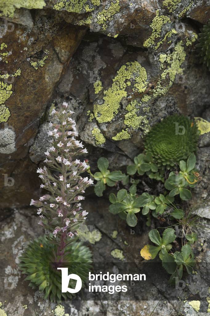 Florulenta saxifraga/Many-flowered saxifrage/Thousand-leaved saxifrage/Many-flowered saxifrage