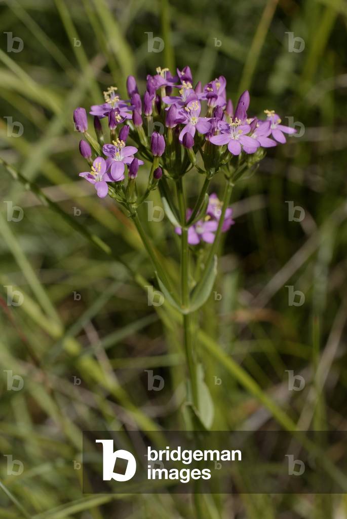 Centaurium erythraea/Erythraea centaurium/Small red centauree/Erythree small centauree