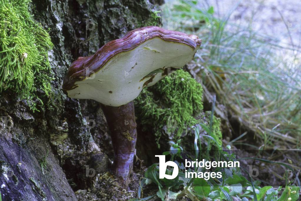 Ganoderma lucidum/Gloss Polypore/Gloss Ganoderm