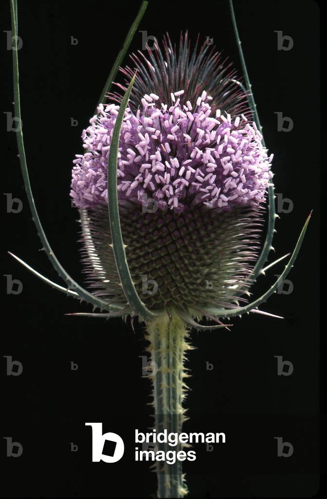 Dipsacus silvestris/Wild Cardere/Teasel