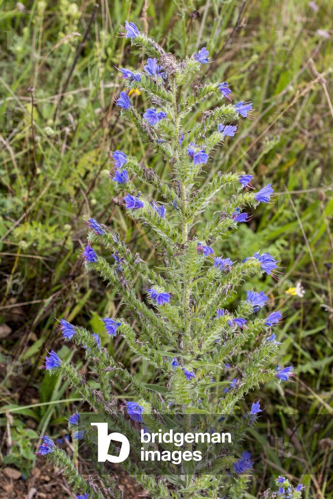 Echium vulgare/Common Viperine/Viper's Grassland