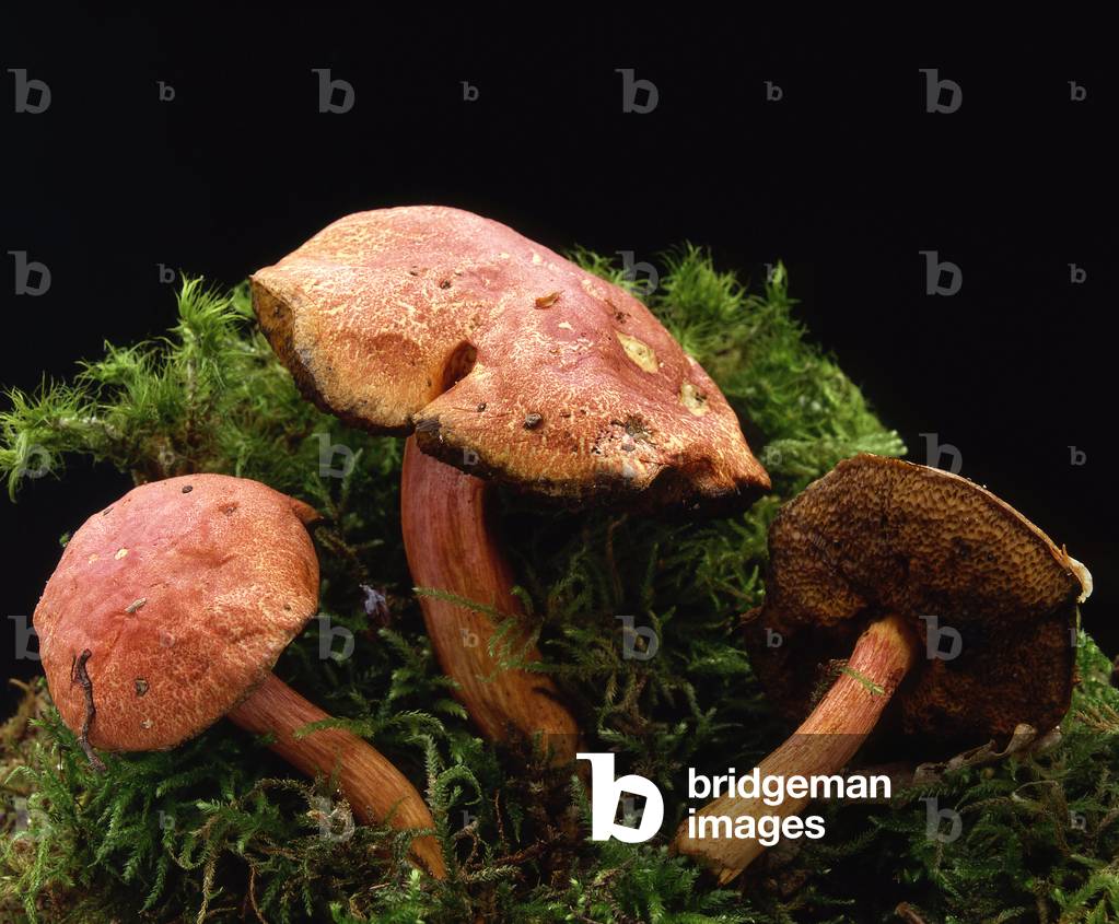 Xerocomus rubellus/Mehrfarbiger Bolet