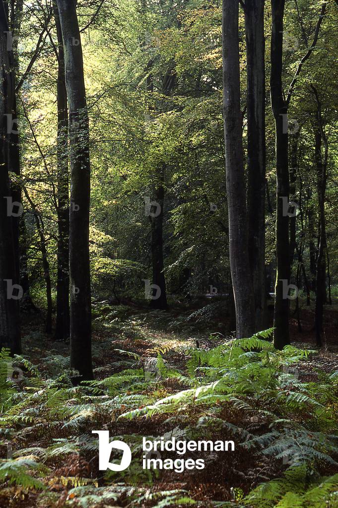 Temperate hardwood forest/Fagus sylvatica/Beech