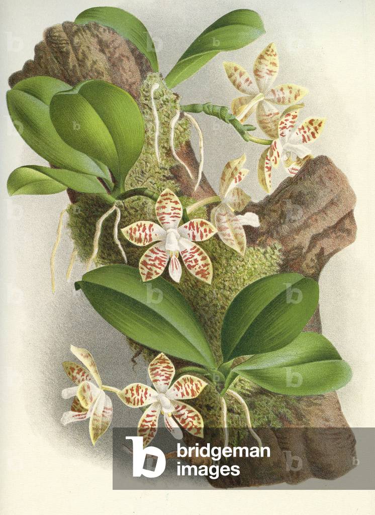 Botanical board/Phalaenopsis sumatrana/Lindenia