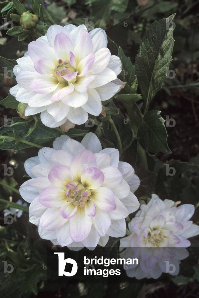 Dahlia x/Dahlia 'Twilight Time'