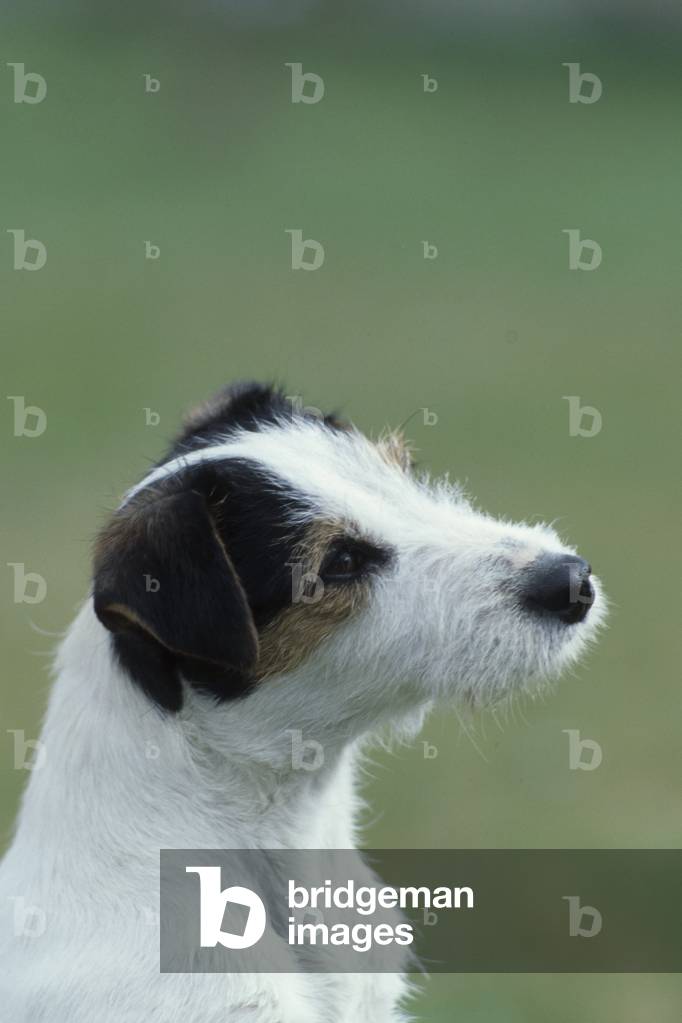 Dog/Breed: Jack Russell Terrier/Puppy