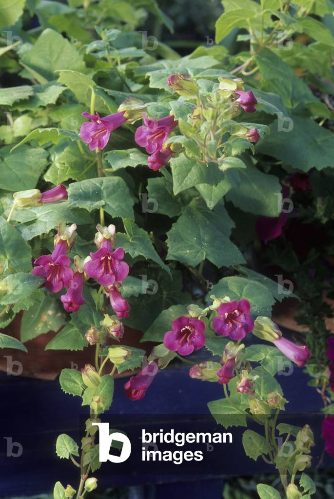Asarina purpusii 'Victoria Falls'