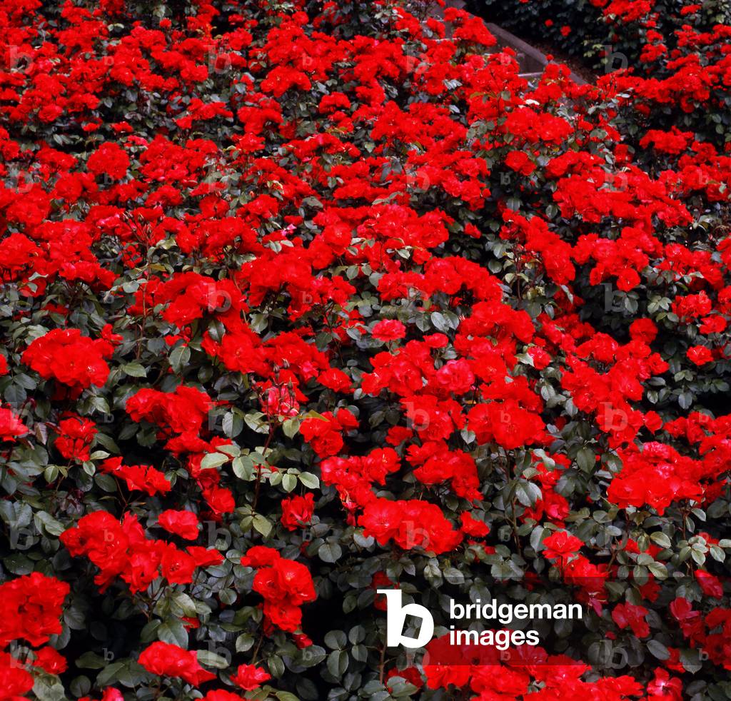 Rosa x/Pink 'La Sevillana'