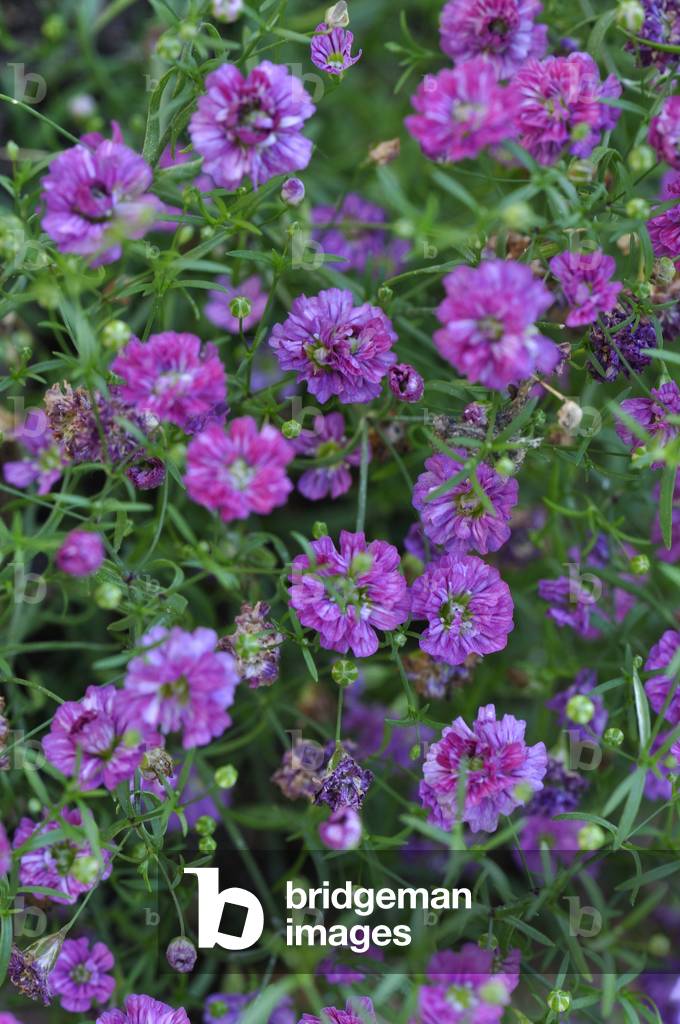 Gypsophila muralis/Wall Gypsophila/Harvest Gypsophila/Annual Gypsophila