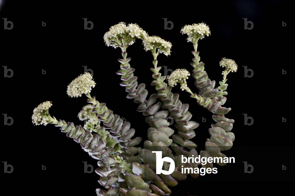 Crassula rupestris/Rock Crassula