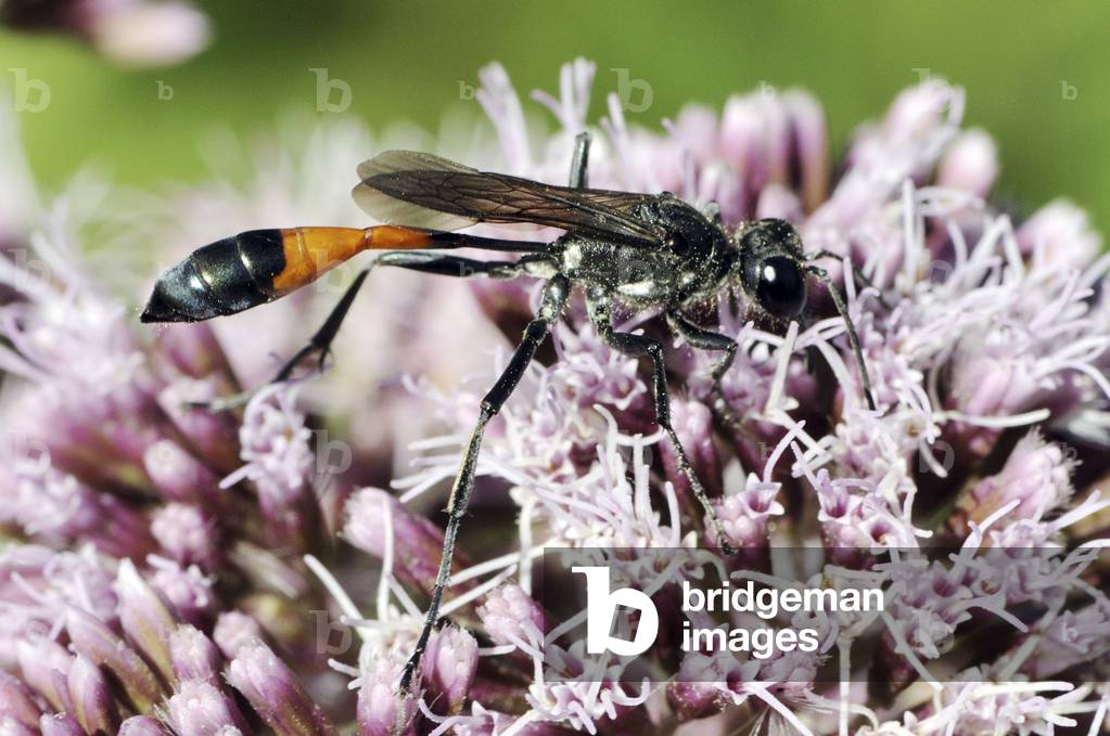 Ammophila sabulosa/Sand Ammophila