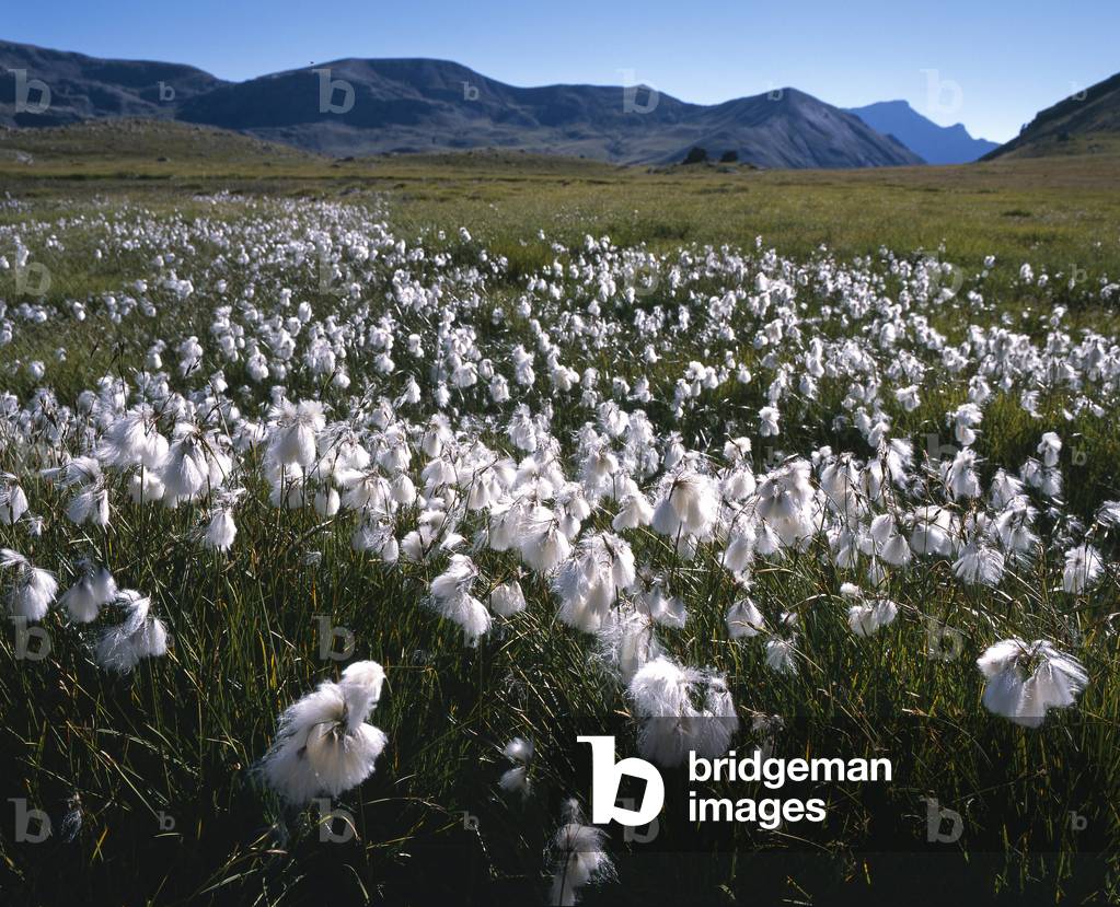 Eriophorum polystachyon/Multi-spiked Linaigrette/Cotton Grassgrass