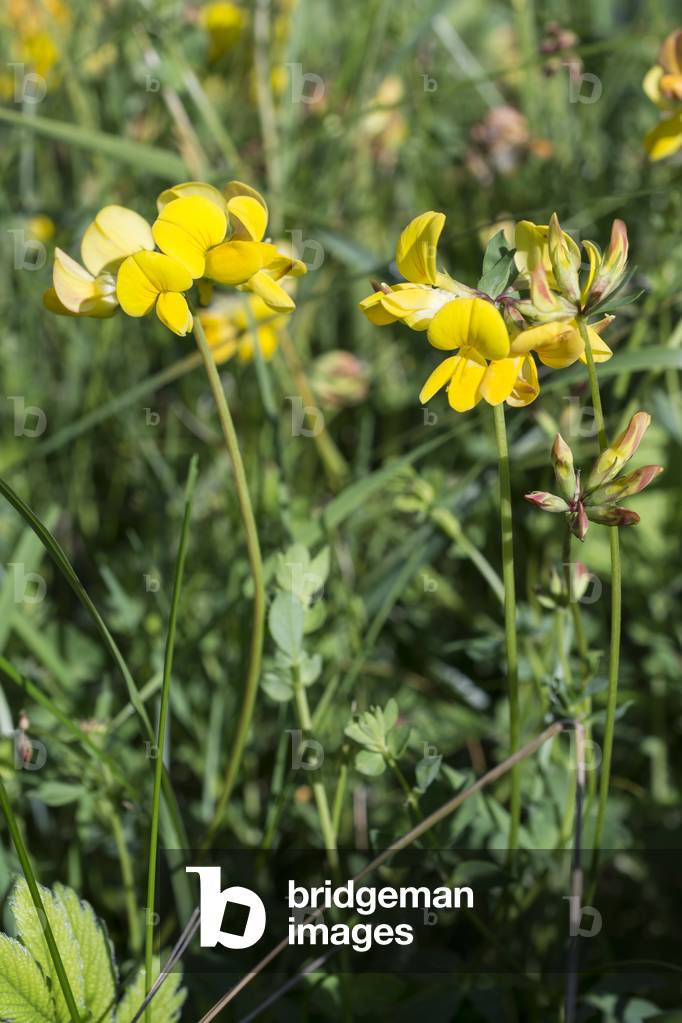 Lotus corniculatus/Cornicule Lottery/Houndstooth/Common Bird's foot