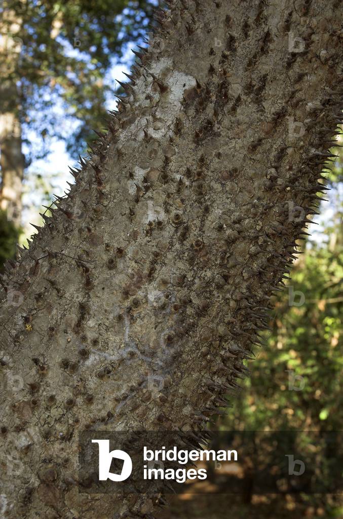 Hura crepitans/Savlier/Devil Tree/Sandbox tree