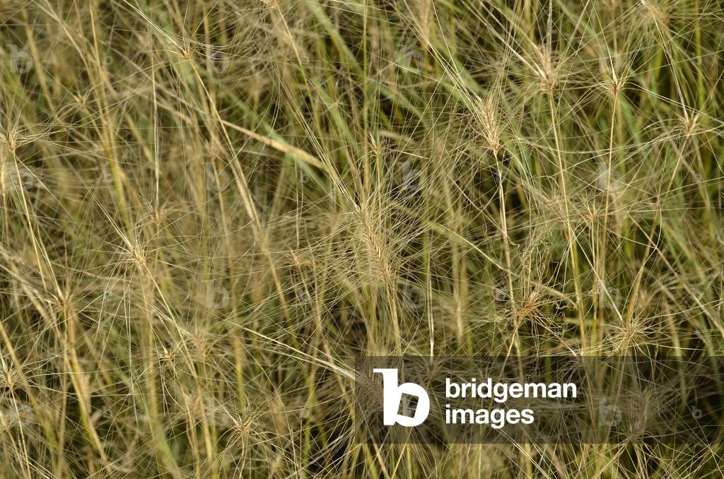 Hordeum jubatum/Criniere Barley