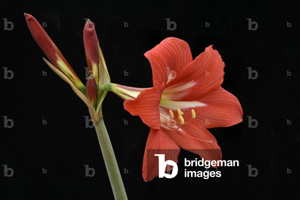 Amaryllis sonatini  Orange Rascal Hippeastrum