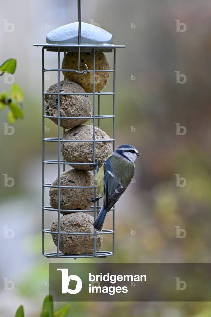 Eurasian blue tit on Bird feeder eating Grease ball, Nesles-la-Vallée, Val-d'Oise, France (photo)