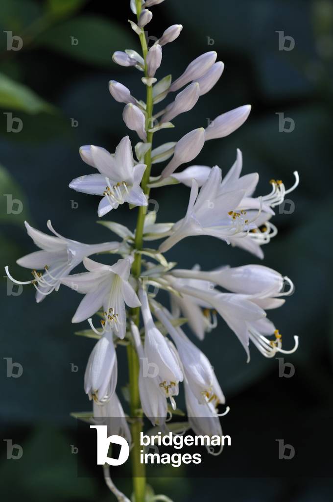 Hosta sp./Hosta