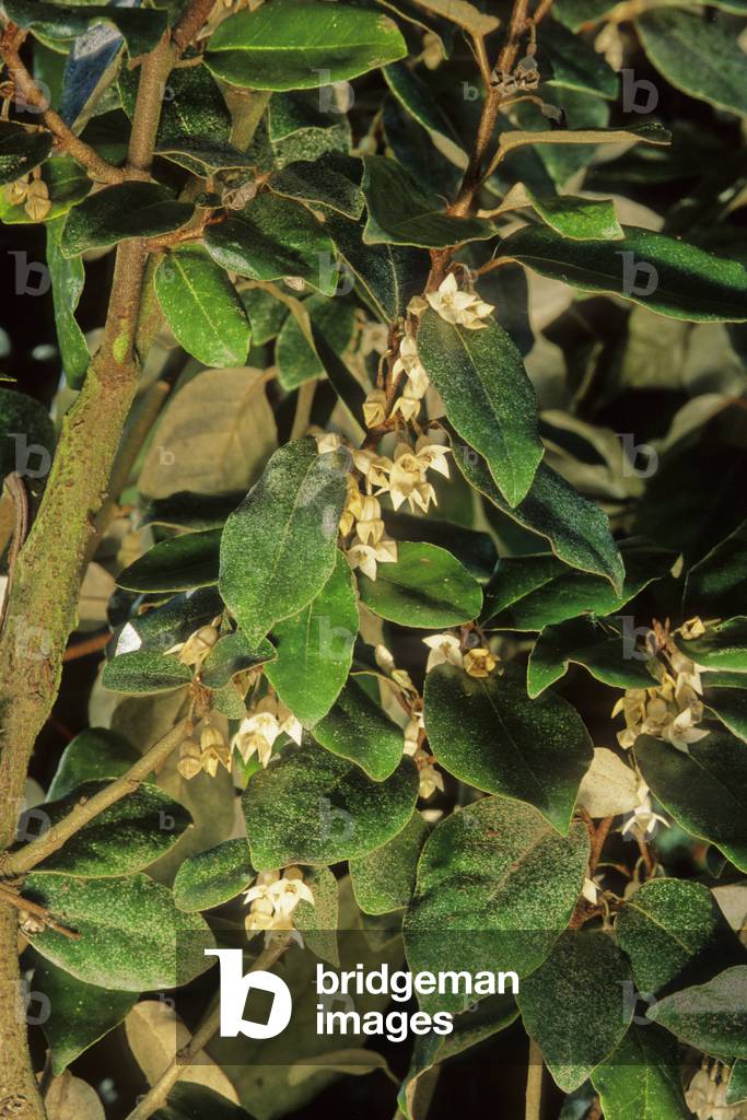 Elaeagnus x ebbingei