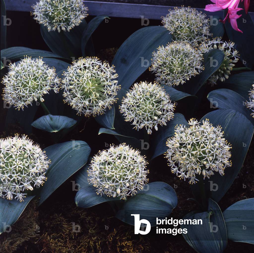 Allium x/Ornamental Garlic 'Ivory Green'