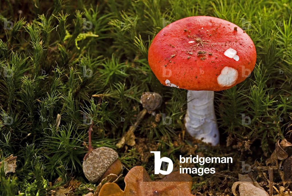 Russula rosacea/Russula lepida/Russule jolie/Butt rouge