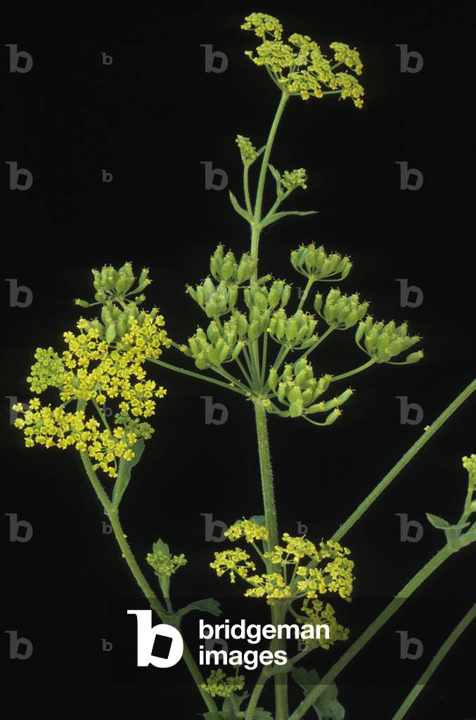 Pastinaca sativa/Pastinaca