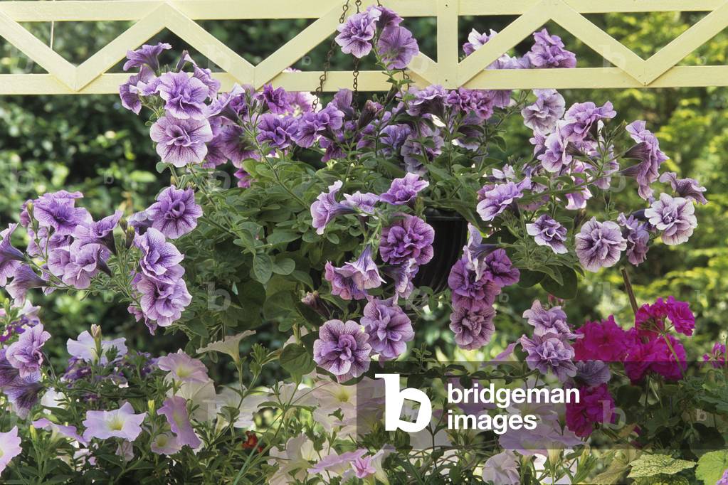 Petunia x hybrida/Petunia 'Priscilla'/Breed: Tumbelina