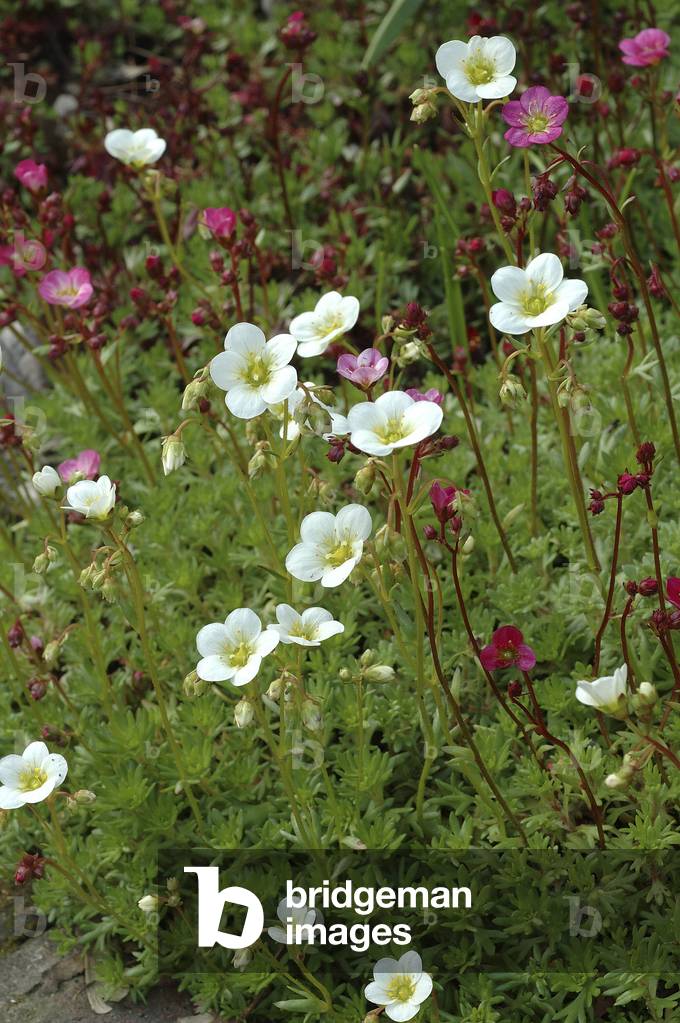 Saxifraga arendsii/Saxifrage 'Ware's Crimson'