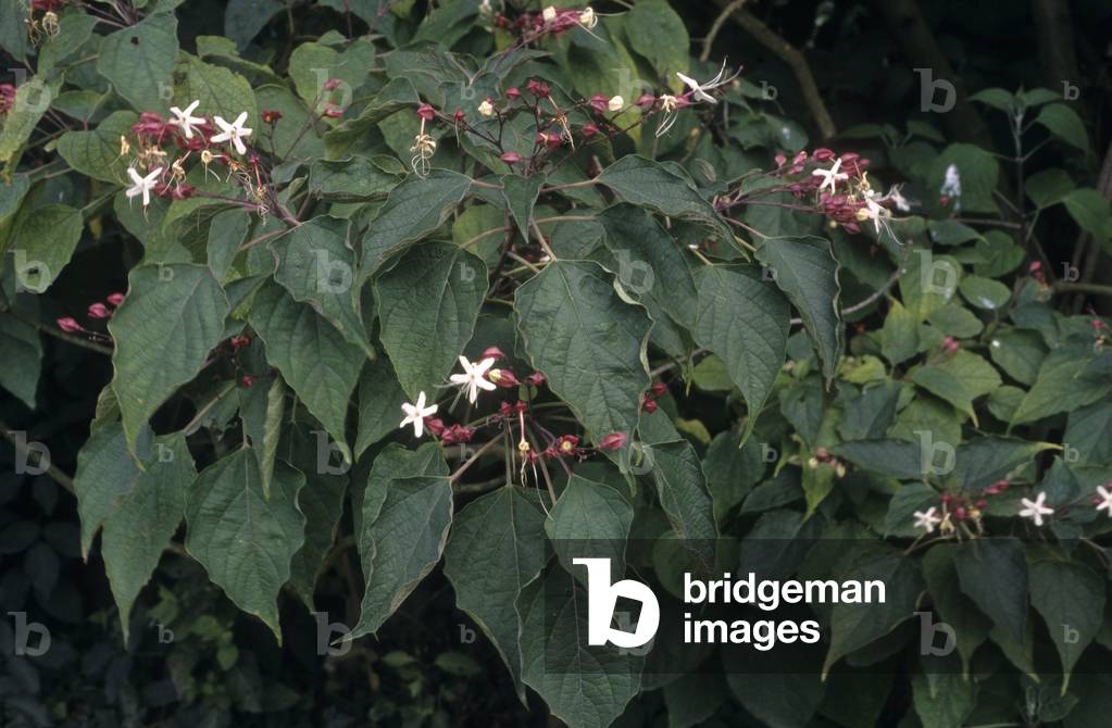 Clerodendrum trichotomum/Clerodendron/Clerodendron Tree/Harlequin Glorybower