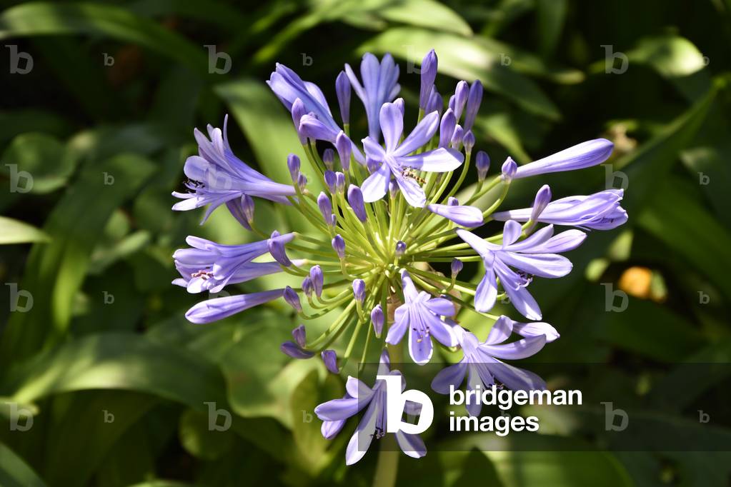 Agapanthus africanus, Agapanthus in umbel (photo)