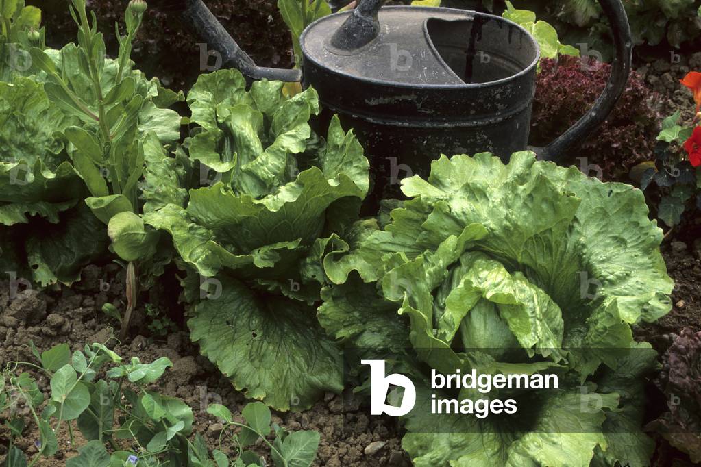 Lactuca sativa/Batavia Lettuce 'Robinson'