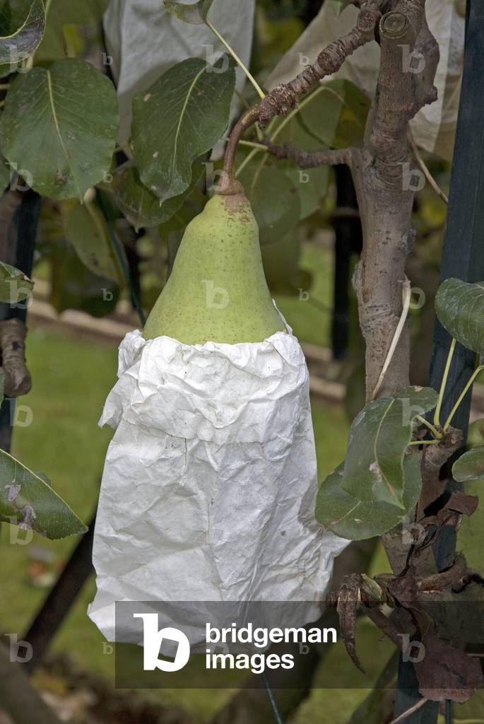 Pyrus communis/Pear/Pear 'Saint Lezin'/Pear/Pear Pocket