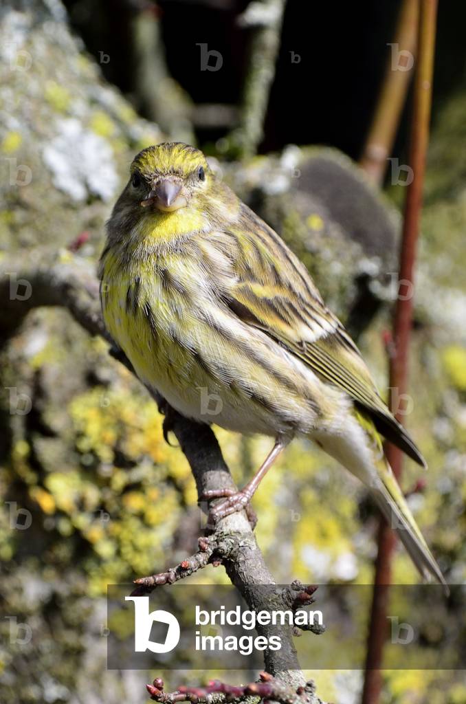 Serinus serinus/Serin cini/Serin