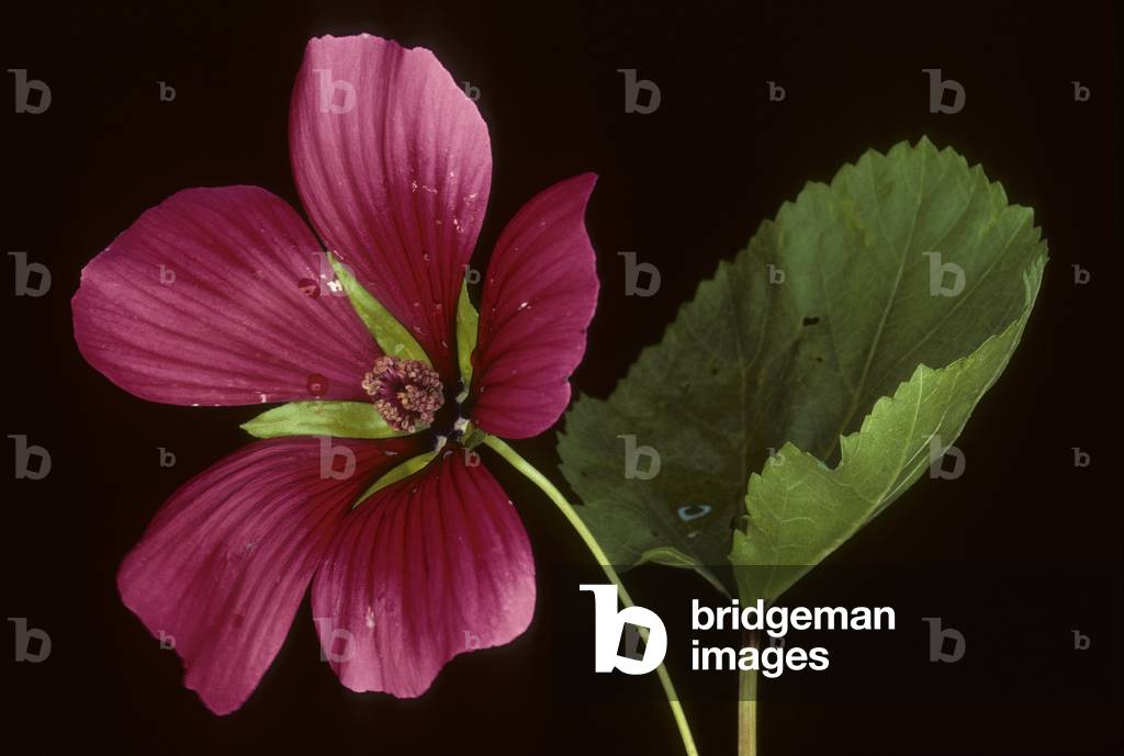 Malopia trifida/Malopia