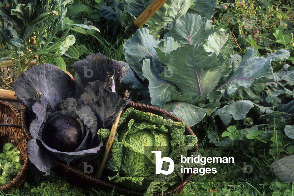 Brassica oleacera/Red cabbage/Milan cabbage/Cabus cabus