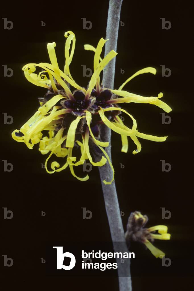 Hamamelis virginiana/Virginia Hamamelis