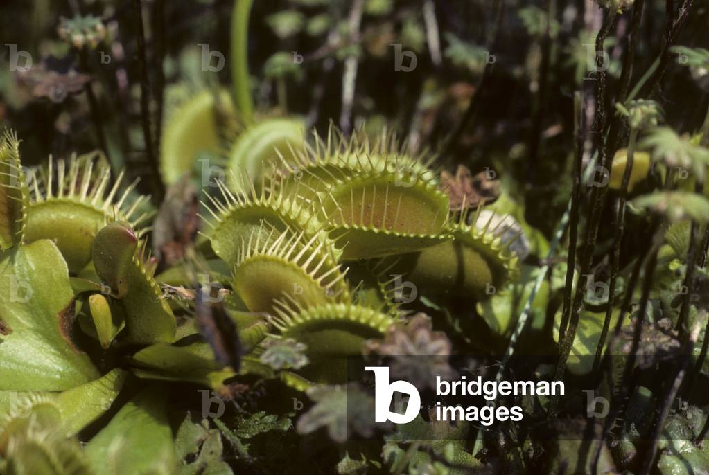 Dionaea muscipula/Dionee fly catches/Venus fly gob/Venus Flytrap