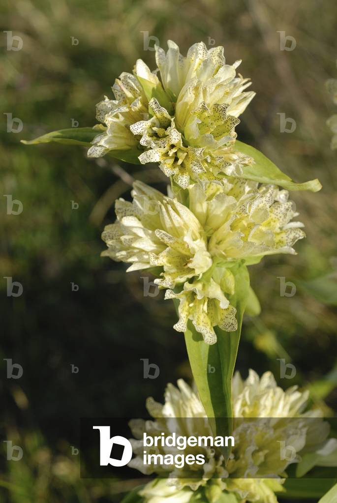 Gentiana punctata/Punctuee Gentian/Dotted Flowered Gentian