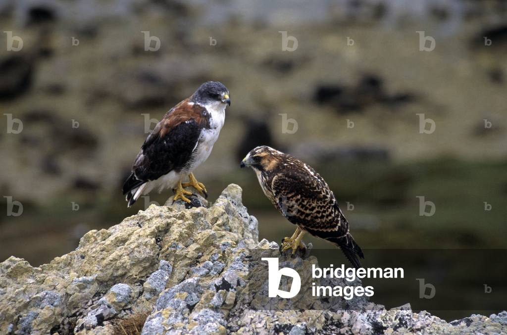 Buteo Polyosoma/Tricolor Nozzle/Black Backed Nozzle/Red Backed Hawk