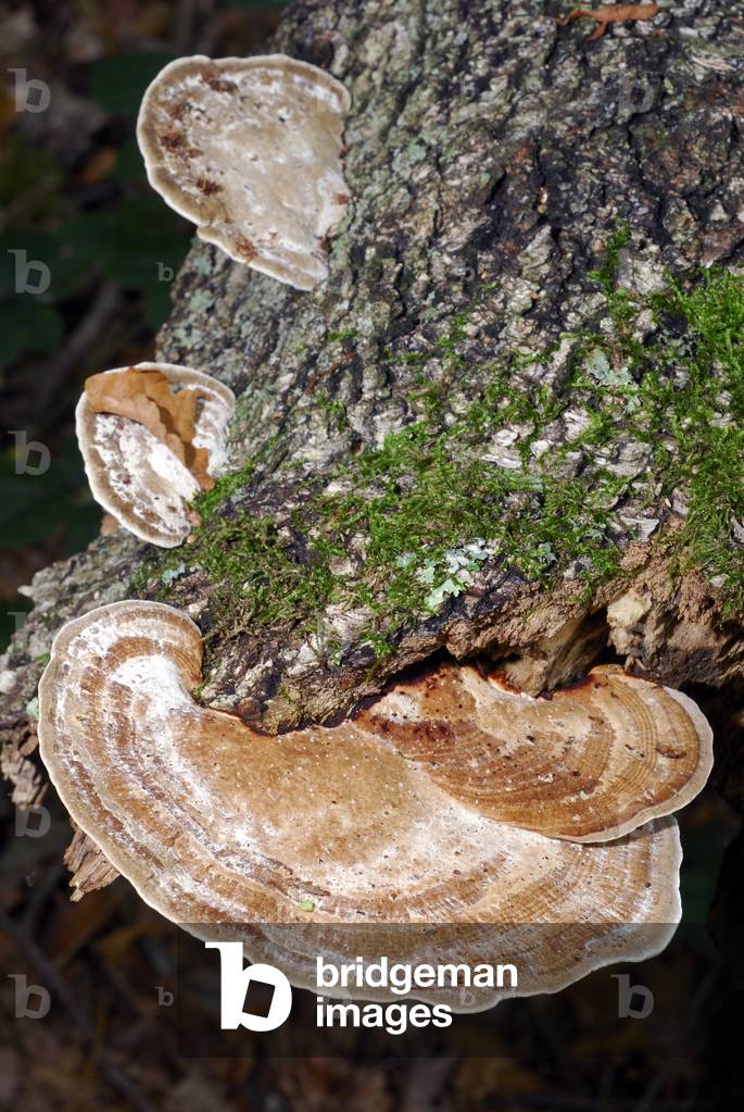 Daedaleopsis confragosa/Reddening Tramete