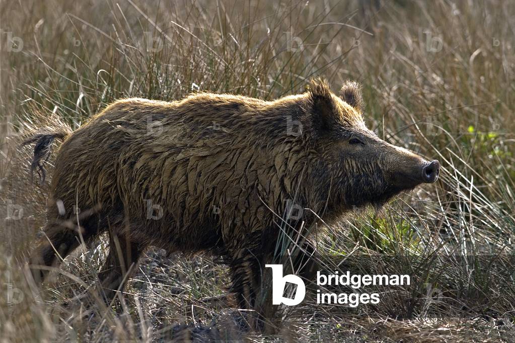 Sous scrofa/Boar/Wild Boar