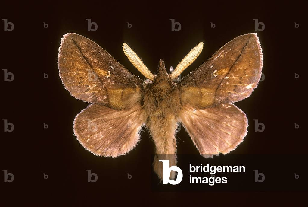 Immagine di Fotografia "Euthrix potatoria/Bombyx drinker"