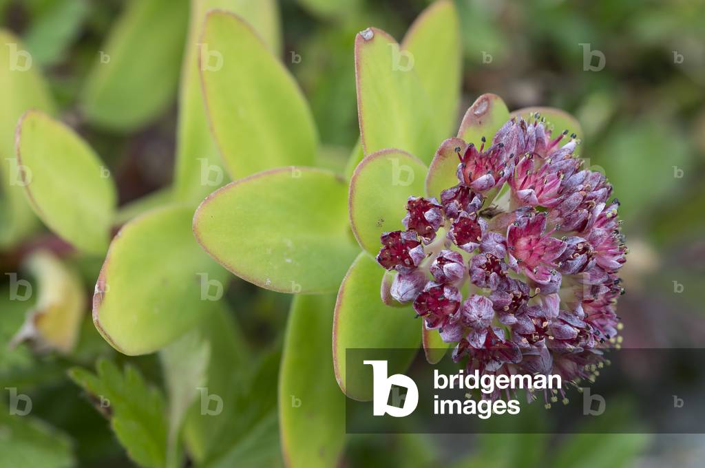 Sedum anacampseros/Hylotelephium anacampseros/Blue orpin/Curved orpin/Mountain recovery