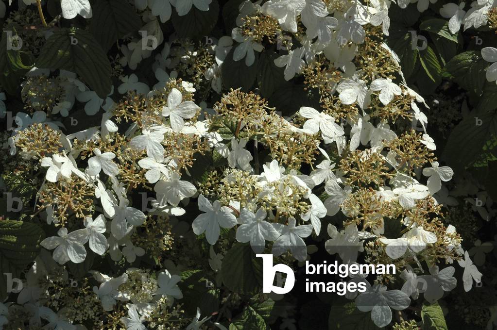 Viburnum plicatum 'Tomentosum'/Viburnum