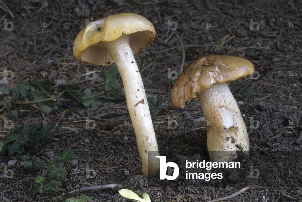 Hygrophorus pudorinus/Hygrophorus pudibond