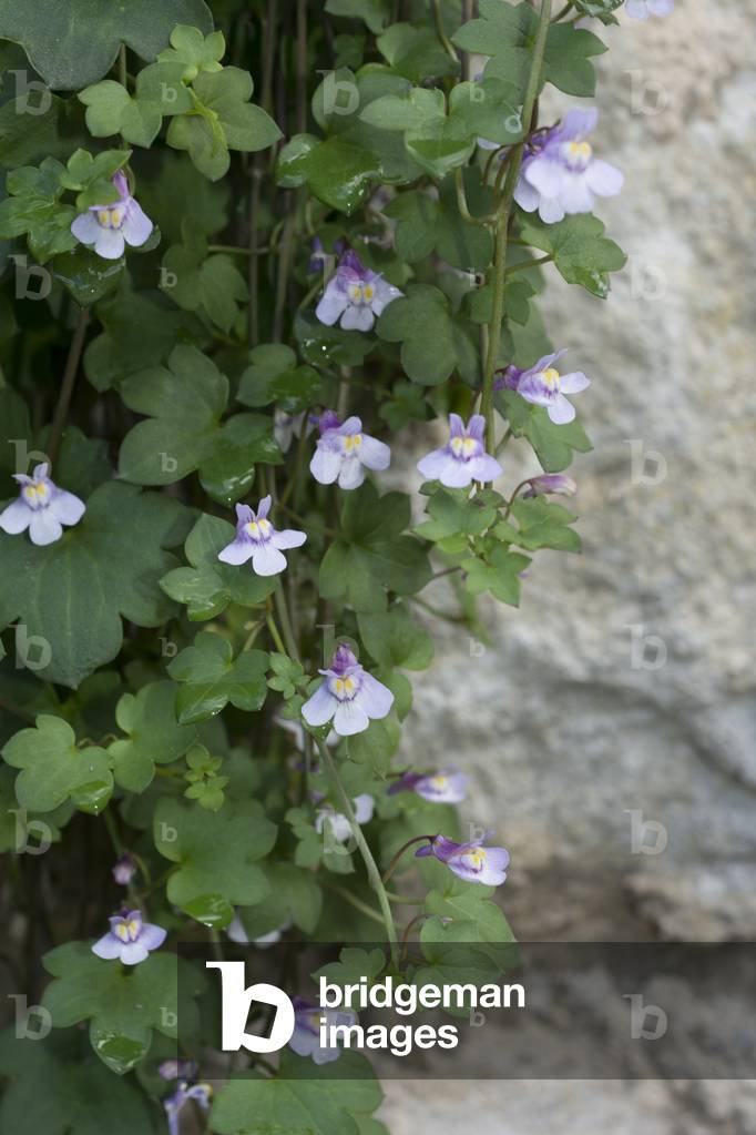 Linaria cymbalaria/Cymbalaria/Ruin of Rome/Ivy Leaved Snapdragon