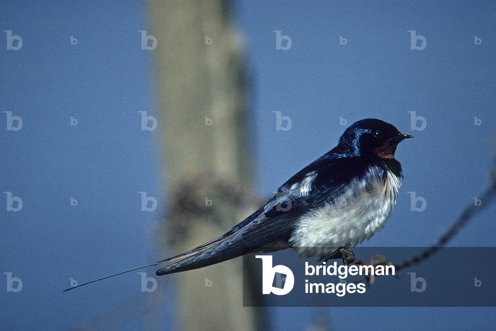 Hirundo rustica/Rustic Swallow/Fireplace Swallow/Barn Swallow