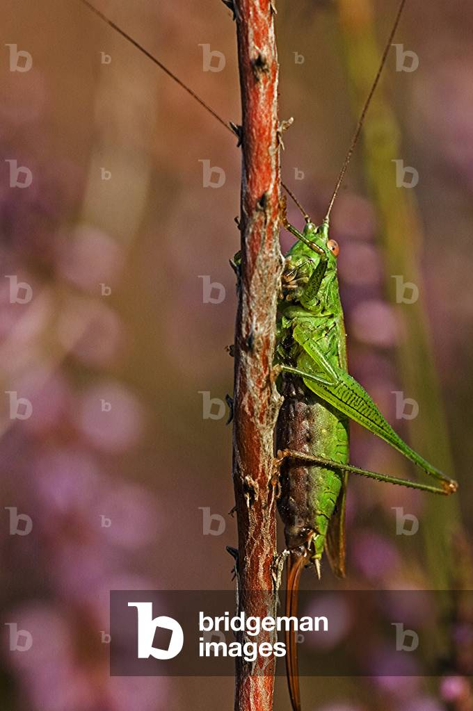 Conocephalus fuscus/Conocephale bigarre/Female